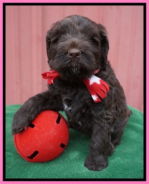 Liza Prime pups 5 wks old 171