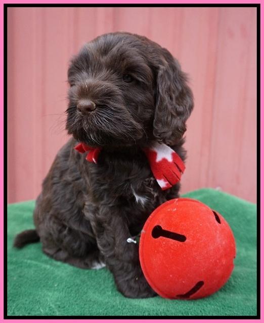 Liza Prime pups 5 wks old 181