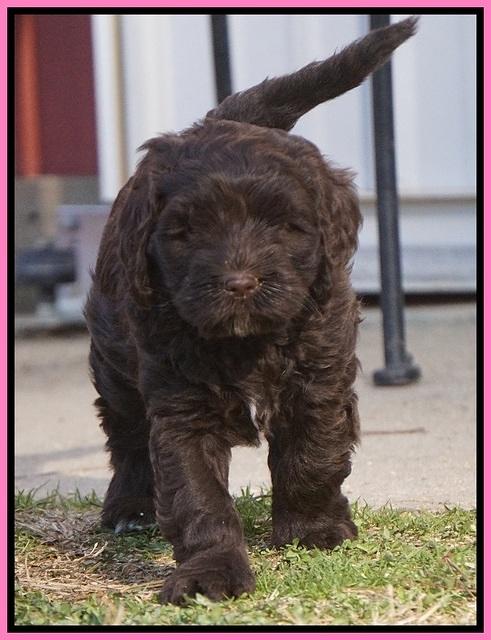 Liza Prime pups 6 wks old 171