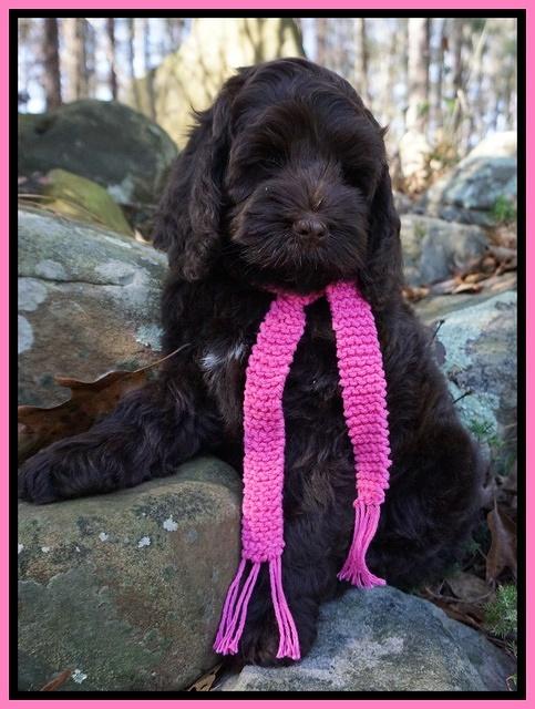 Liza Prime pups 68wks old 71