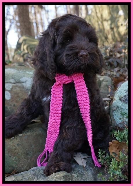 Liza Prime pups 68wks old 81