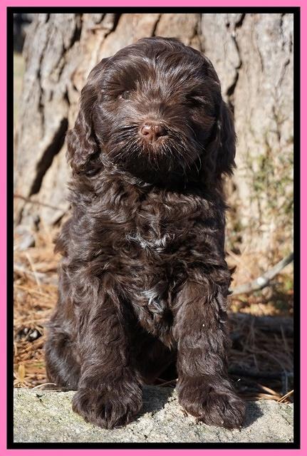 Liza Prime pups 7 wks old 181