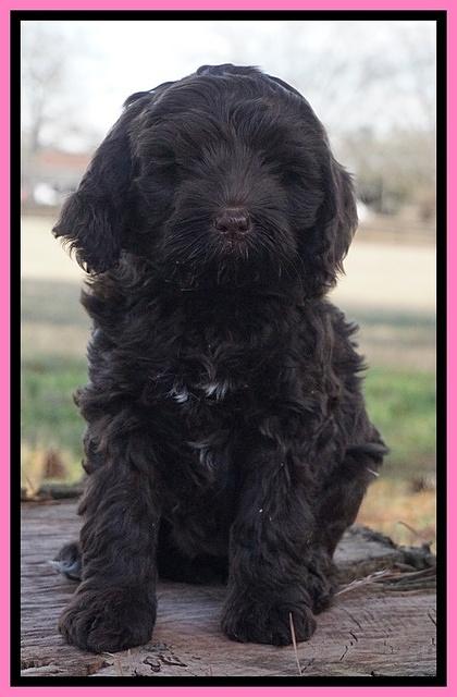 Liza Prime pups 7 wks old 201