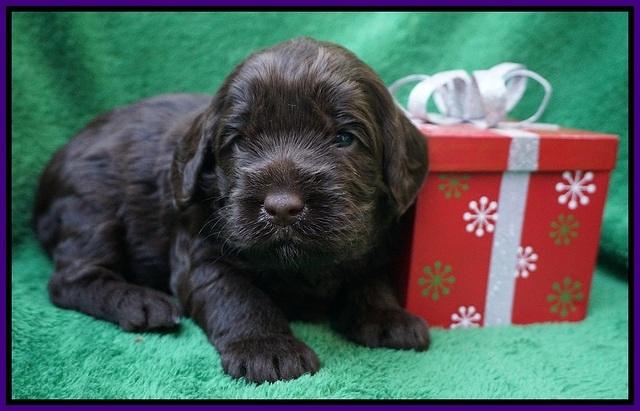Liza Prime Raki pups 3 wks old 141