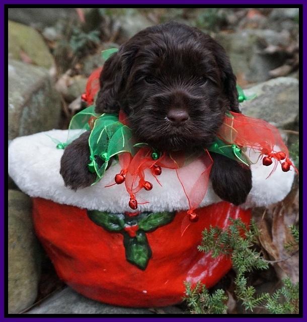 Liza Prime pups 4 wks old 201