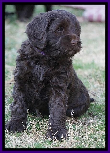 Liza Prime pups 6 wks old 211