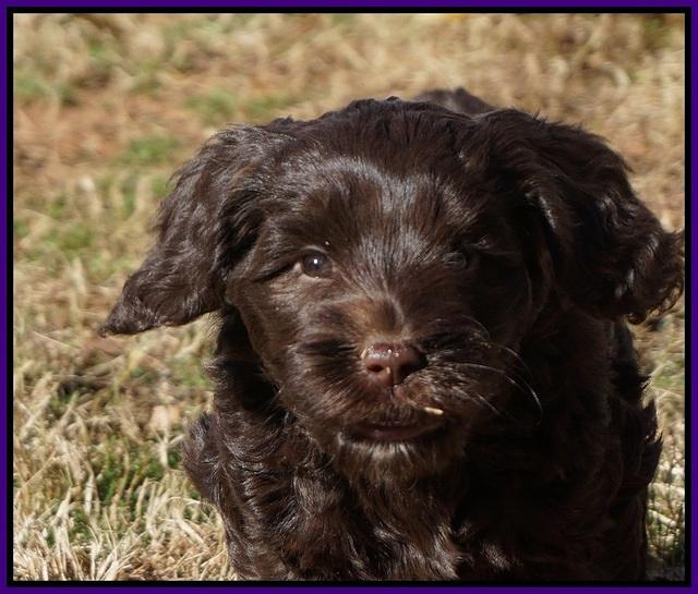 Liza Prime pups 6 wks old 241