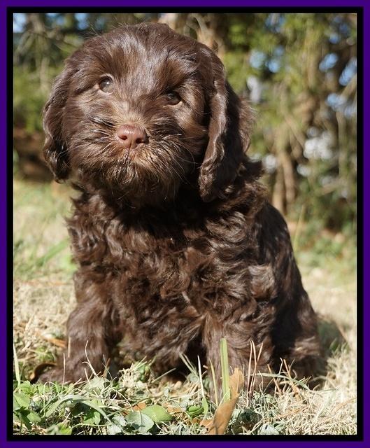 Liza Prime pups 7 wks old 241