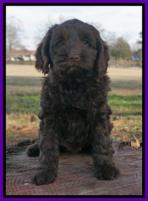 Liza Prime pups 7 wks old 261