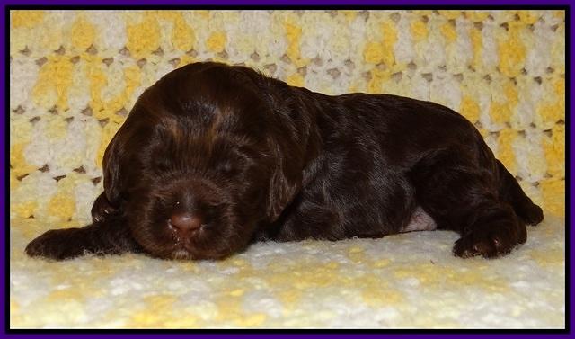 Liza Raki Prime pupss 22 wks old 121