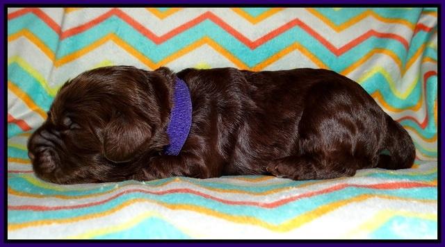 Lliza Prime Raki pups 1 wk ols111