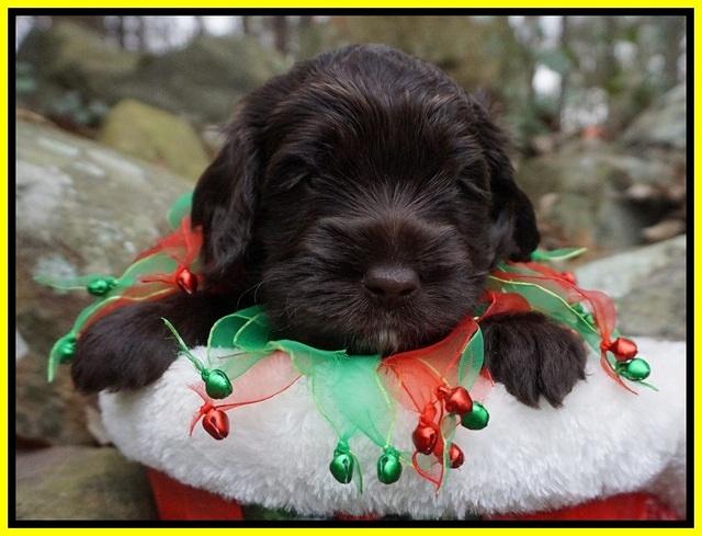 Liza Prime pups 4 wks old 251