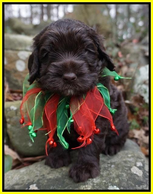 Liza Prime pups 4 wks old 271