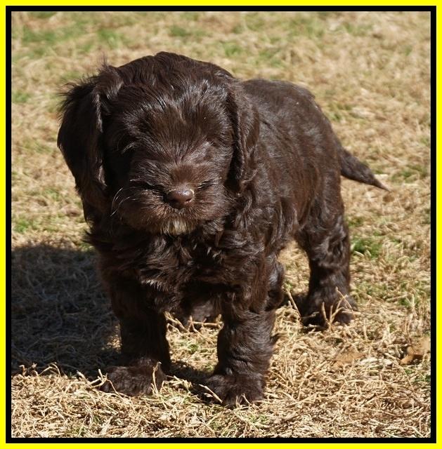 Liza Prime pups 6 wks old 271