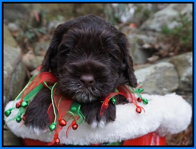 Liza Prime pups 4 wks old 301