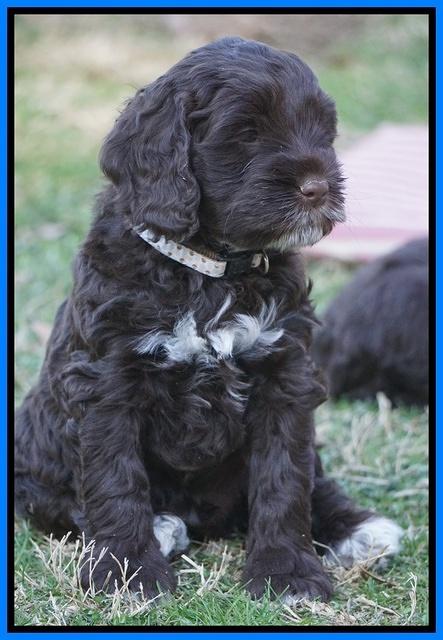 Liza Prime pups 6 wks old 311