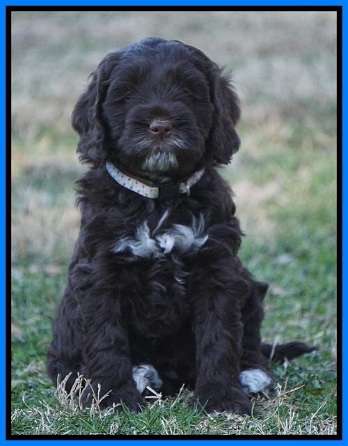 Liza Prime pups 6 wks old 331