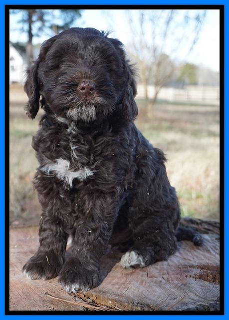 Liza Prime pups 7 wks old 341