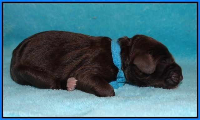 Liza Raki Prime pups Newborn 111