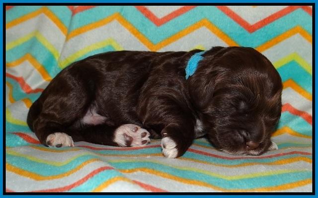 Lliza Prime Raki pups 1 wk ols161