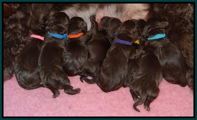 Liza Raki Prime pups Newborn 131