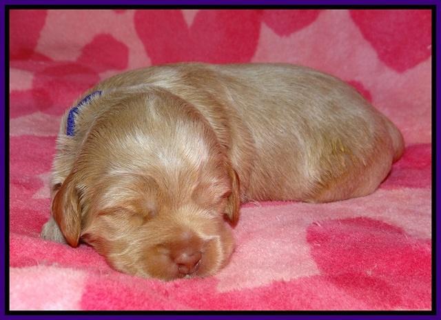 Callie Parson pups 2 wks old 41