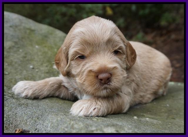 Callie Parson pups 3 wks old 21