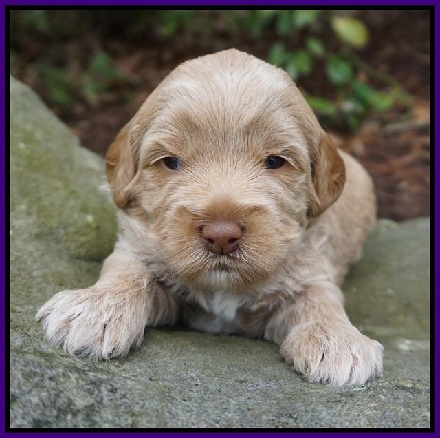 Callie Parson pups 3 wks old 41