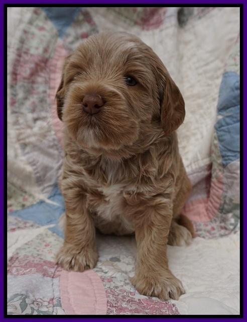 Callie Parson pups 4 wks old 41