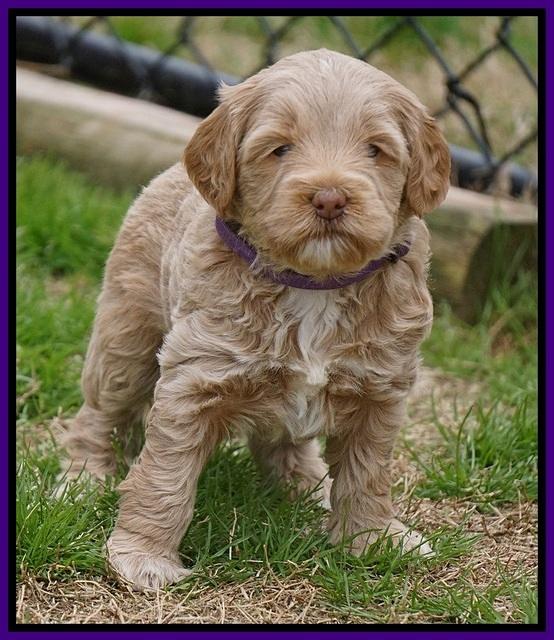 Callie Parson pups 5 wks old 21