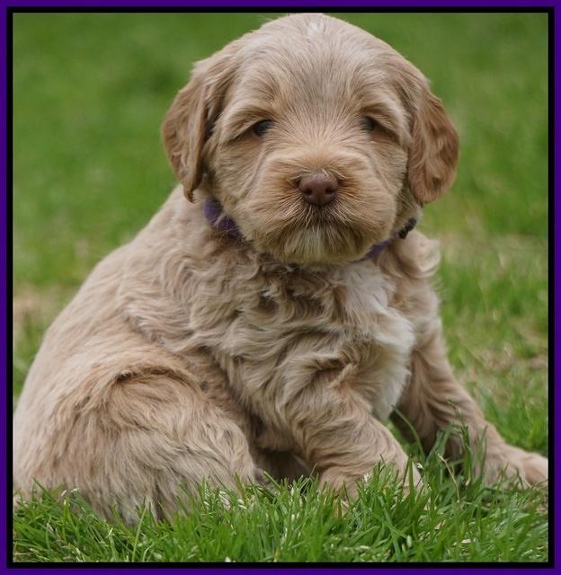 Callie Parson pups 5 wks old 31