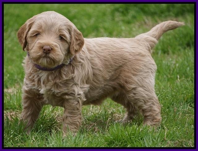 Callie Parson pups 5 wks old 41