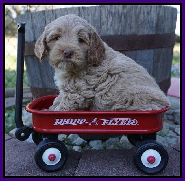 Callie Parson pups 6 wks old 31