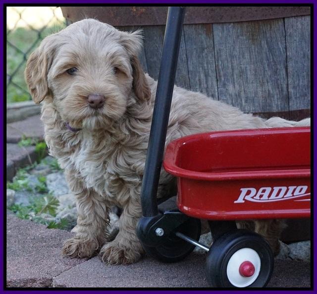Callie Parson pups 6 wks old 91