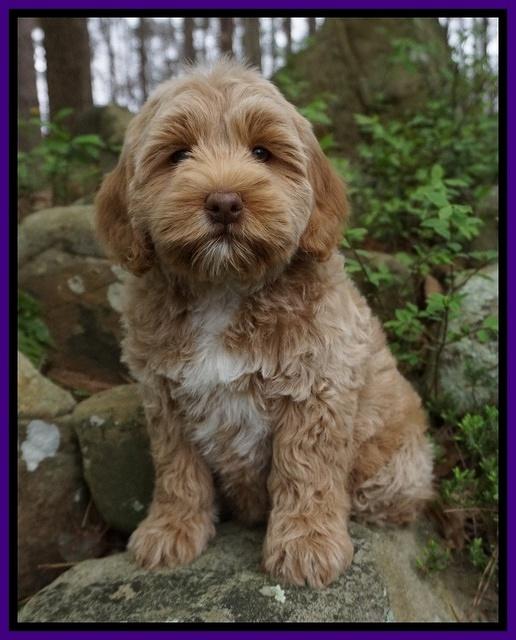 Callie Parson pups 8 wks old 5222