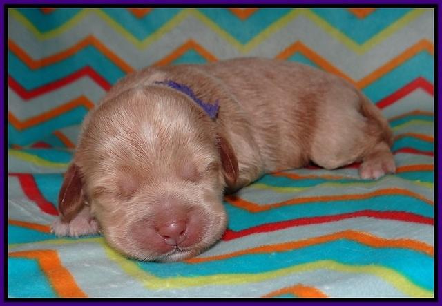 Callie Parson pups one week old 21