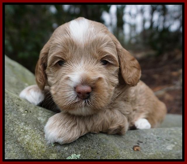 Callie Parson pups 3 wks old 51