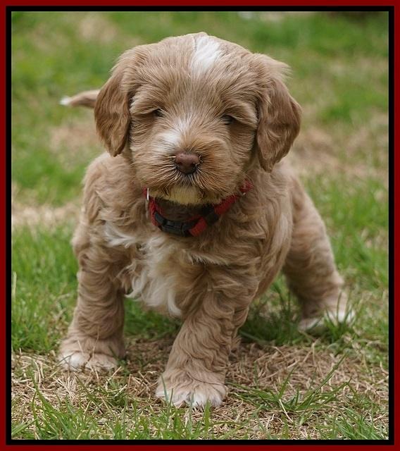 Callie Parson pups 5 wks old 51