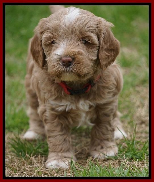Callie Parson pups 5 wks old 81