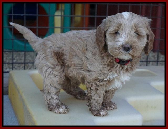 Callie Parson pups 6 wks old 111