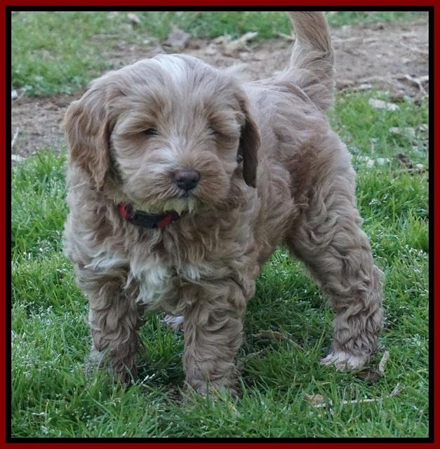 Callie Parson pups 6 wks old 131