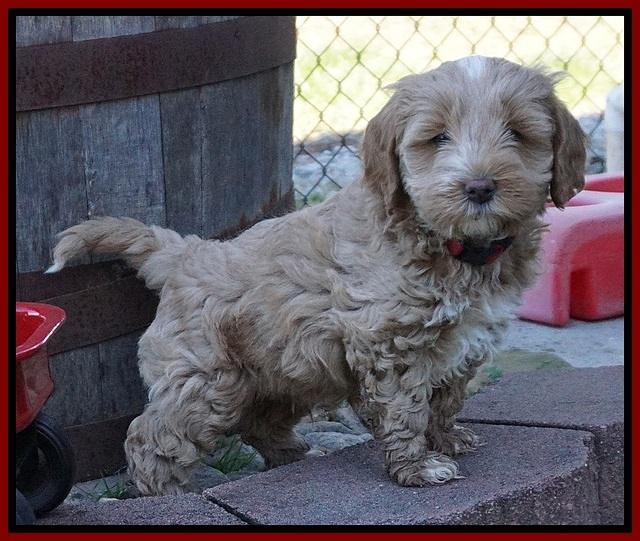 Callie Parson pups 6 wks old 141