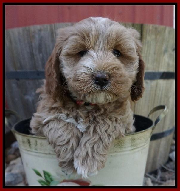 Callie Parson pups 7 wks old 61