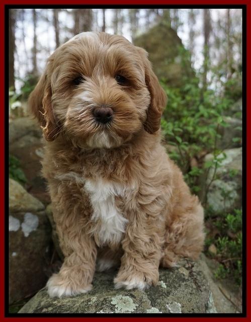 Callie Parson pups 8 wks old 171