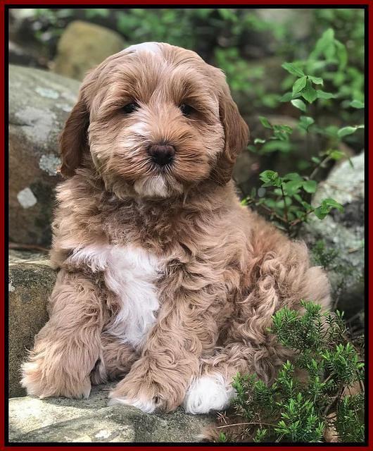 Callie Parson pups 8 wks old 211