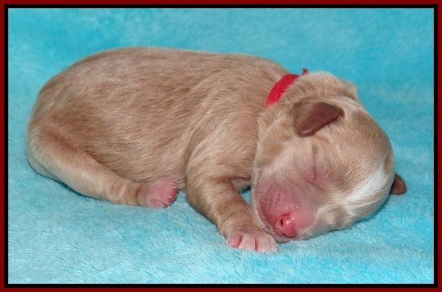Callie Parson pups newborn 31