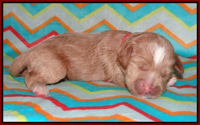 Callie Parson pups one week old 41