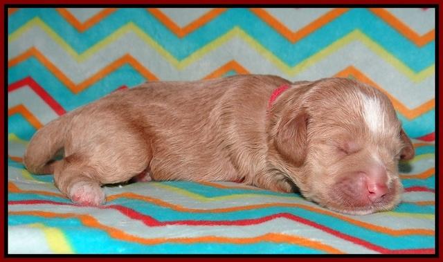 Callie Parson pups one week old 51