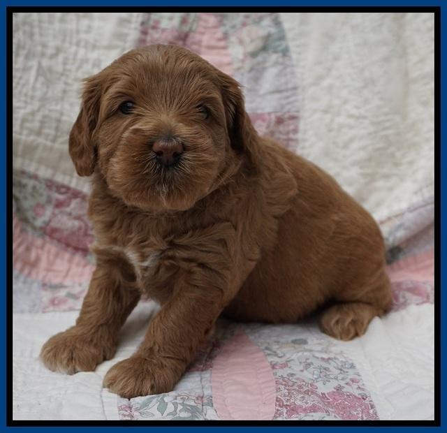 Callie Parson pups 4 wks old 101