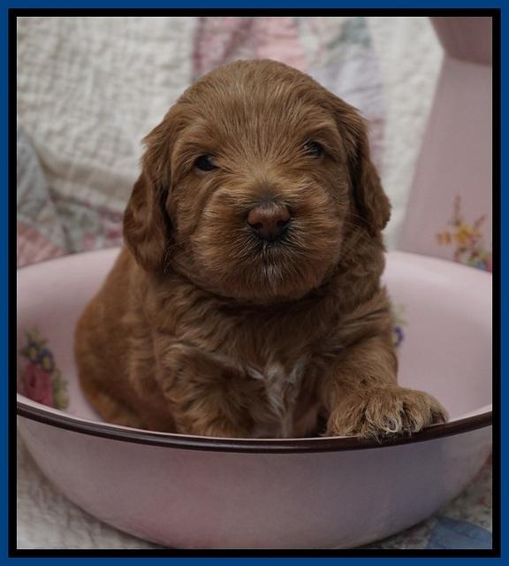 Callie Parson pups 4 wks old 91